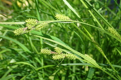 Carex augustinowiczii