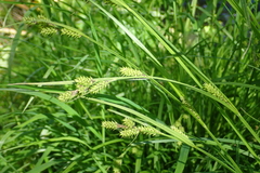 Carex augustinowiczii