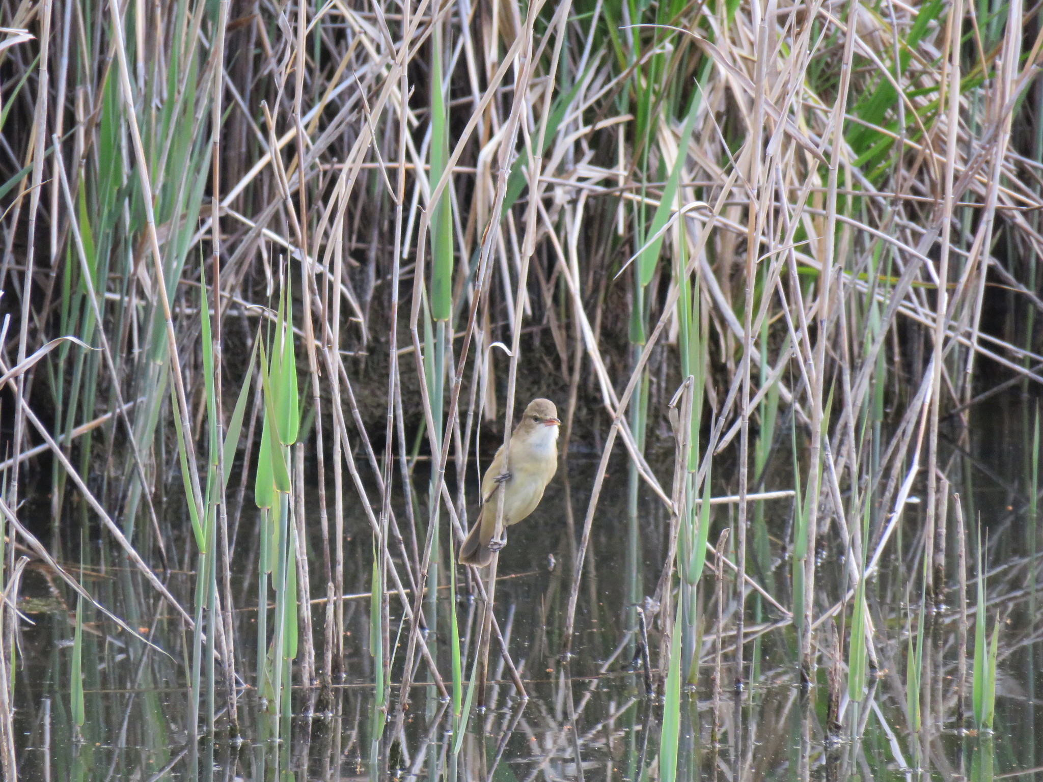 Australian Reed Warbler