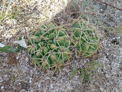 Gymnocalycium monvillei