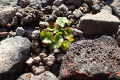 Chrysosplenium wrightii