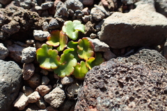 Chrysosplenium wrightii