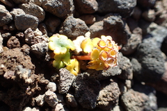 Chrysosplenium wrightii