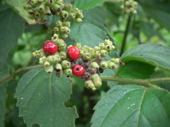 Varronia polycephala