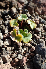 Chrysosplenium wrightii