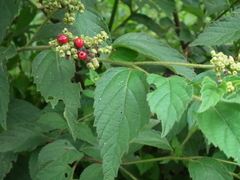 Varronia polycephala
