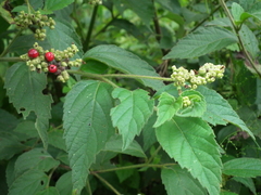 Varronia polycephala
