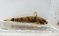 Proterorhinus semilunaris
