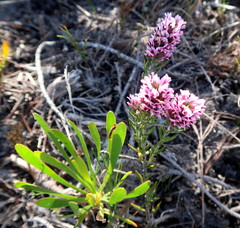 Amphithalea ericifolia