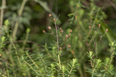Hypericum empetrifolium