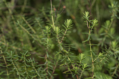 Hypericum empetrifolium