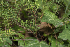 Hypericum empetrifolium