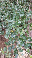 Nothofagus truncata