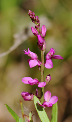 Polygala polygama