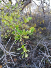 Sideroxylon celastrinum