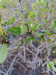 Sideroxylon celastrinum