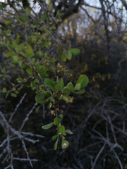 Sideroxylon celastrinum