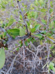 Sideroxylon celastrinum