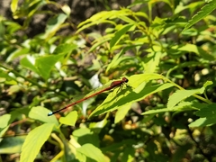 Oxyagrion terminale