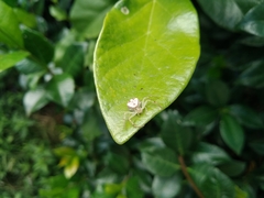 Misumenops