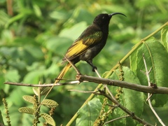 Drepanorhynchus reichenowi