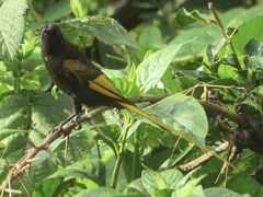 Drepanorhynchus reichenowi