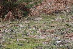Crocus carpetanus