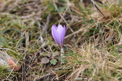 Crocus carpetanus