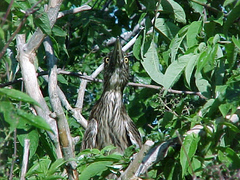 Nycticorax nycticorax