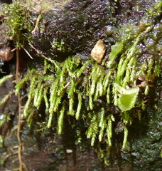 Bryophyta