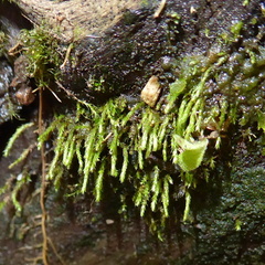 Bryophyta