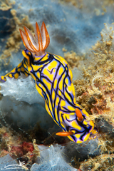 Hypselodoris nigrostriata