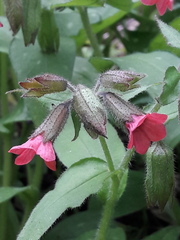 Pulmonaria affinis
