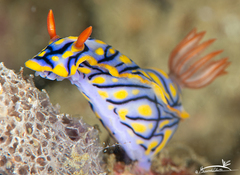 Hypselodoris kanga