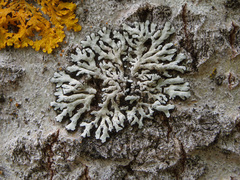 Phaeophyscia hispidula