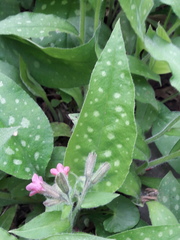 Pulmonaria affinis