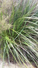 Gahnia setifolia