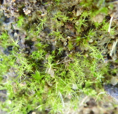 Bryophyta