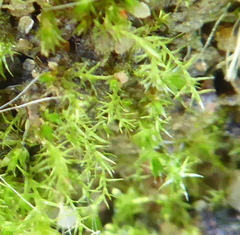 Bryophyta
