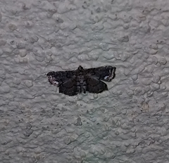 Neomusotima conspurcatalis