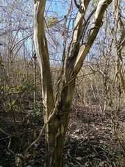 Chloroleucon mangense