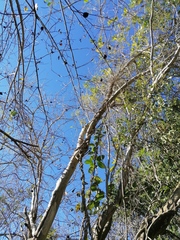 Chloroleucon mangense