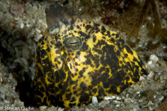 Callechelys marmorata