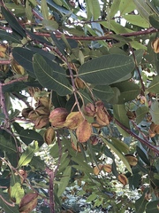 Terminalia arjuna