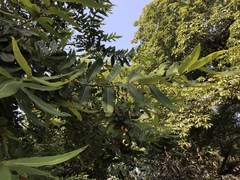 Terminalia arjuna