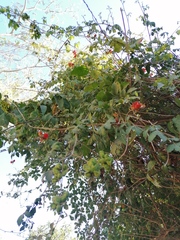 Pithecellobium lanceolatum