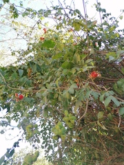 Pithecellobium lanceolatum