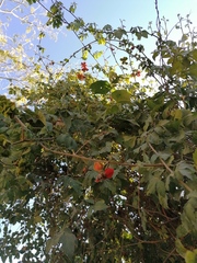 Pithecellobium lanceolatum