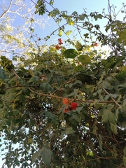 Pithecellobium lanceolatum