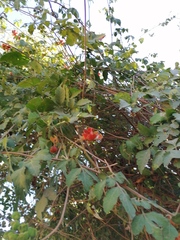 Pithecellobium lanceolatum